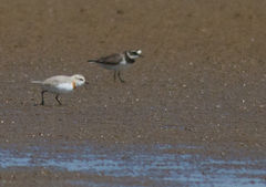 Charadrius pallidus