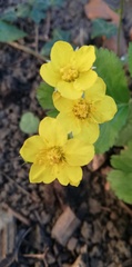 Waldsteinia