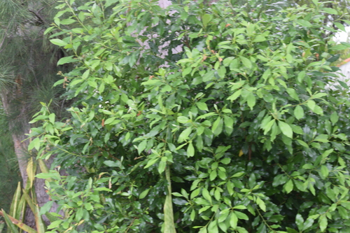 Sideroxylon salicifolium, photograph 3