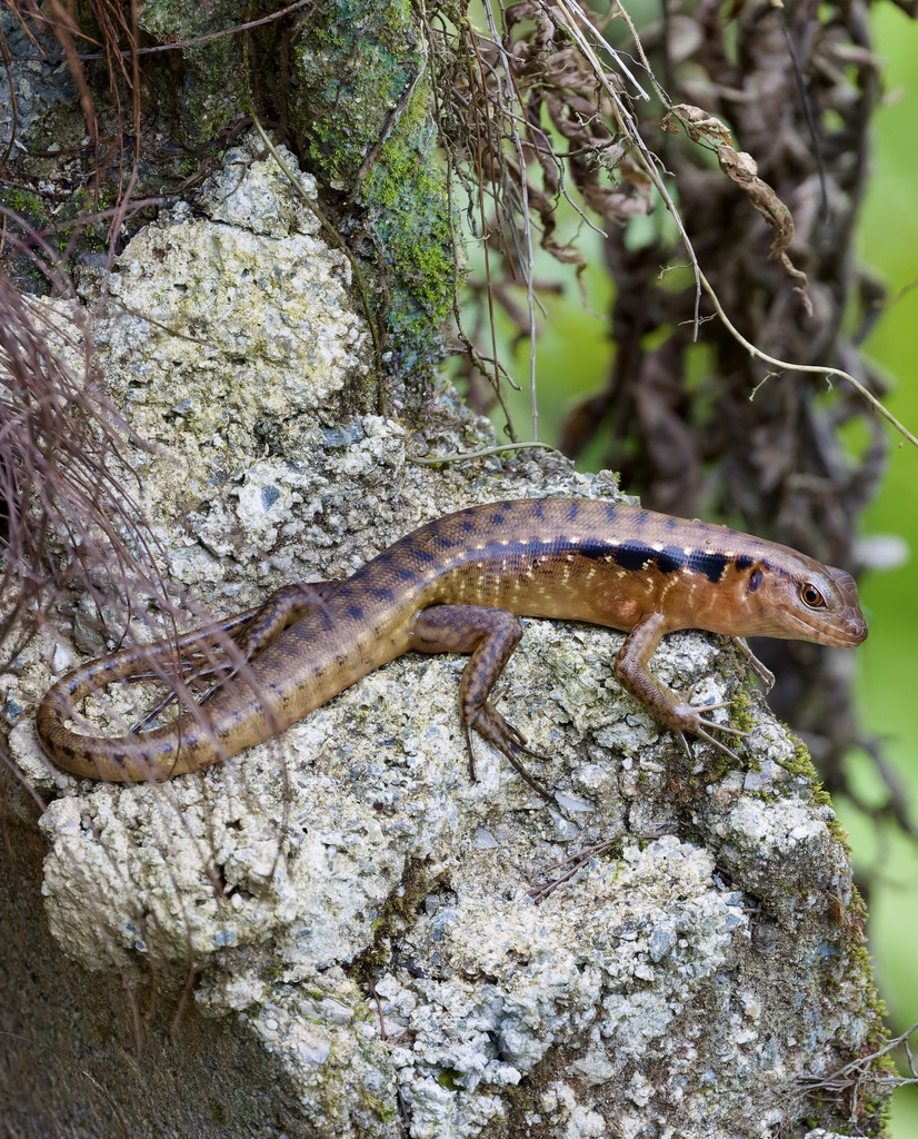 Cuming's Sphenomorphus