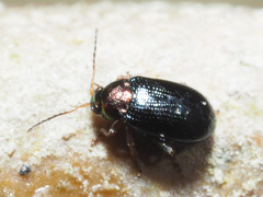 Crepidodera aurata
