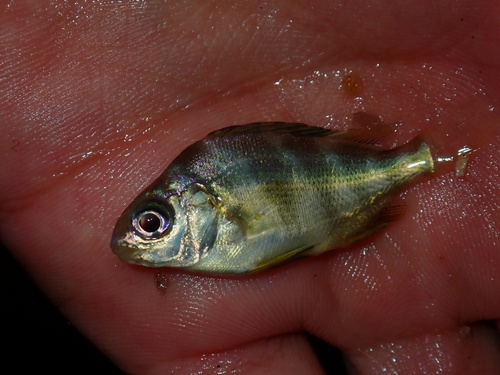 Annafoke (Genyatremus luteus) — Haemulidae — 5