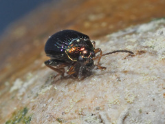 Crepidodera aurata