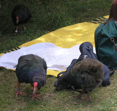 Porphyrio hochstetteri