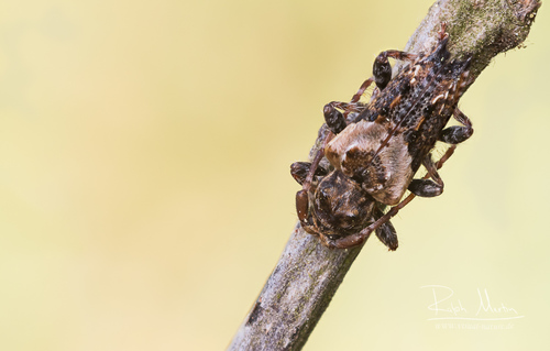 lesser thorn-tipped longhorn beetle