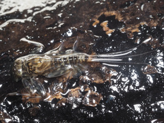 Ecdyonurus