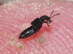 Thinodromus