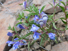 Scutellaria angustifolia