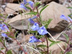 Scutellaria angustifolia
