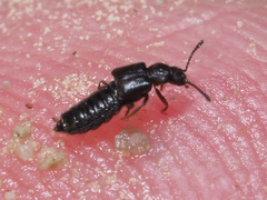 Thinodromus
