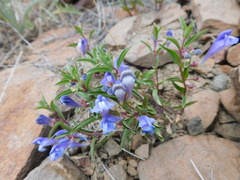 Scutellaria angustifolia