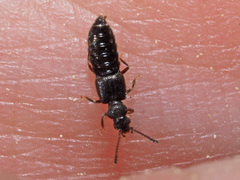 Thinodromus
