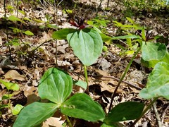 Trillium stamineum