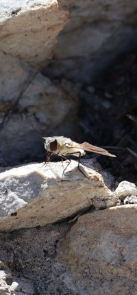 iNaturalist observation photo of Bee Flies