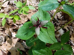 Trillium stamineum
