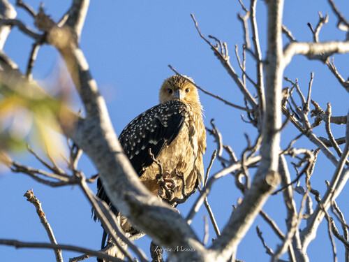 Whistling Kite