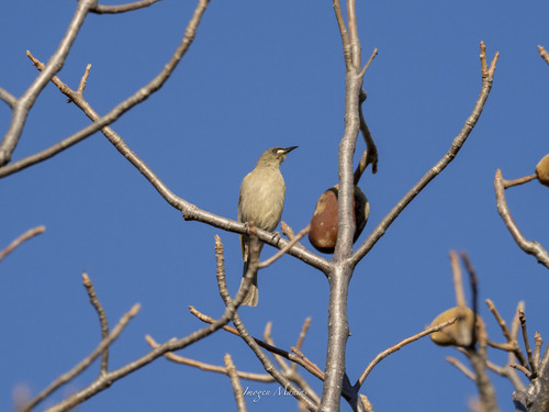 White-gaped Honeyeater