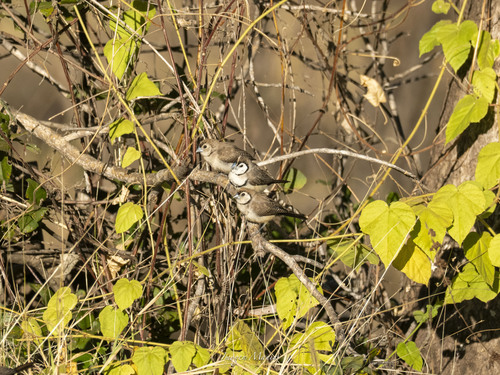 Double-barred Finch
