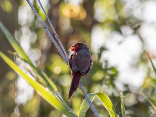 Crimson Finch