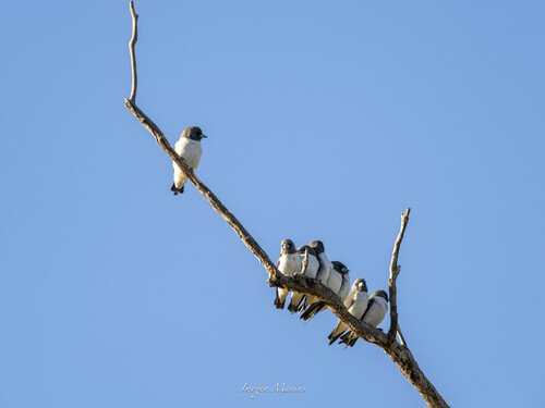 White-breasted Woodswallow