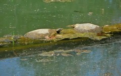 Apalone spinifera spinifera