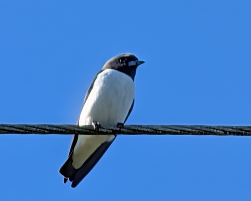 White-breasted Woodswallow