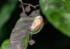 Pilipectus prunifera