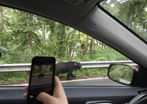 American Black Bear photographed in North Carolina