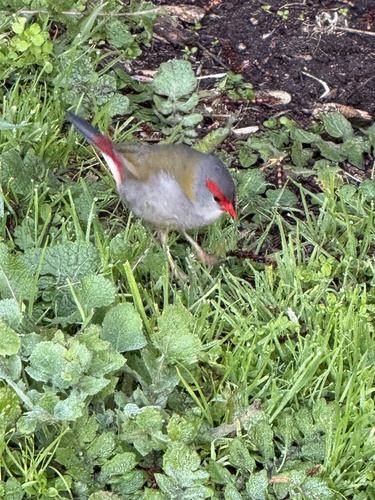 Red-browed Finch