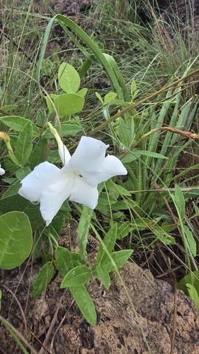 Mandevilla hypoleuca, photograph 3