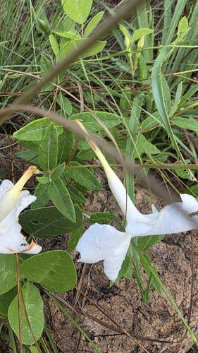 Mandevilla hypoleuca, photograph 4