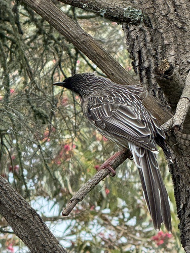 Red Wattlebird