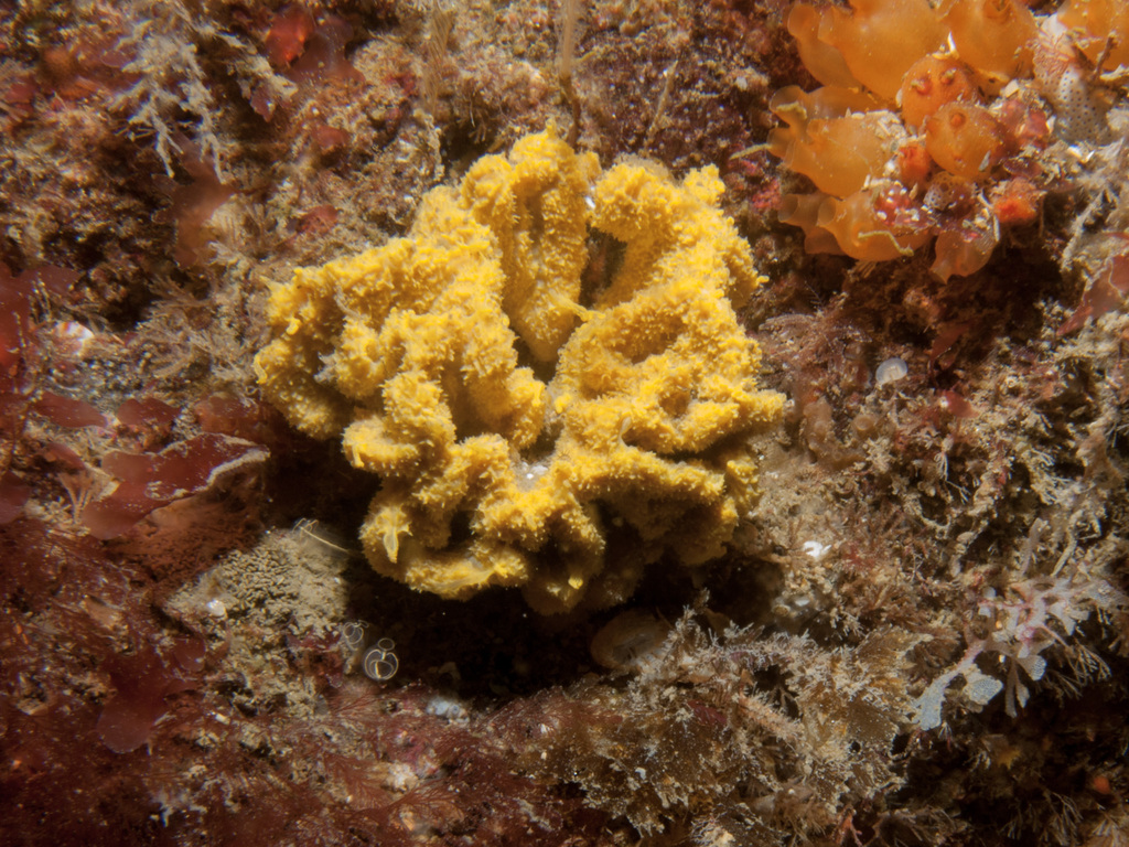 crumpled duster sponge