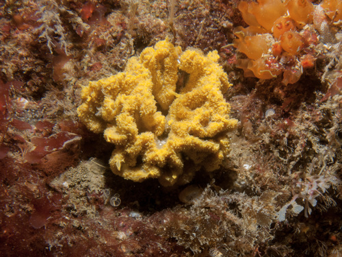 crumpled duster sponge