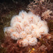 Colonial Seasquirt - Photo (c) Bernard Picton, some rights reserved (CC BY), uploaded by Bernard Picton