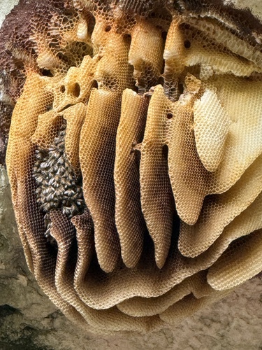 Western Honey Bee