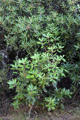 Comarostaphylis diversifolia diversifolia