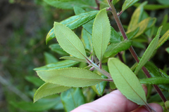 Comarostaphylis diversifolia diversifolia