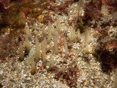 Ciocalypta penicillus