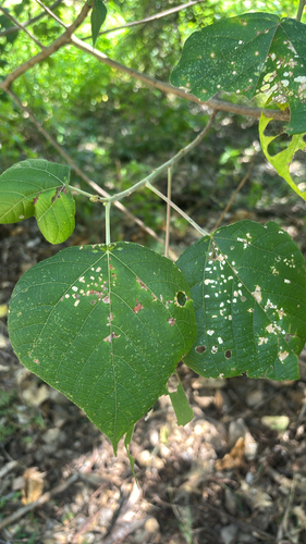 Macaranga involucrata observed 2026-07-18