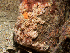 Hemimycale columella