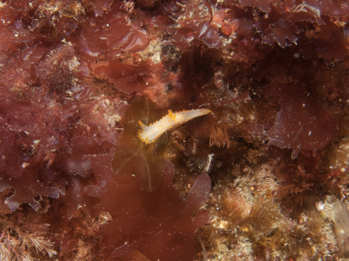 Crimora papillata