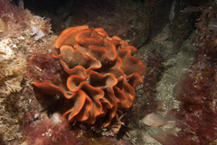 Pentapora foliacea