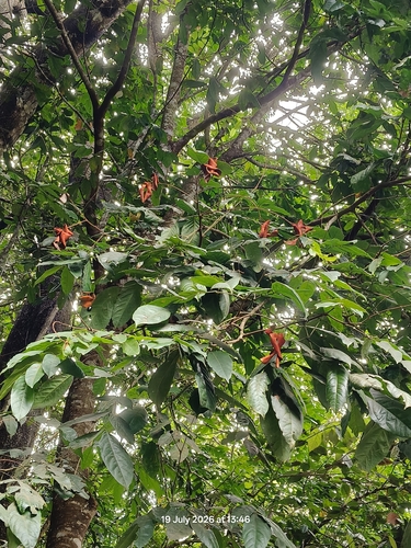 Archidendron bigeminum observed 2026-07-19
