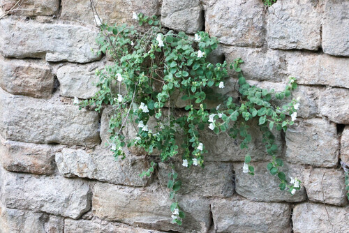Dwarf snapdragon (Antirrhinum molle)