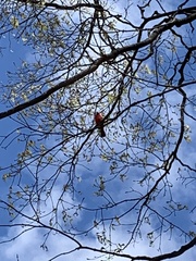 Cardinalis cardinalis