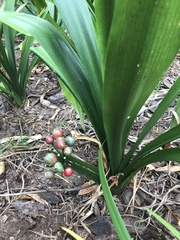 Clivia miniata miniata