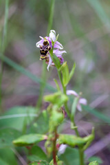 Ophrys scolopax, photograph (c) Tom Field, some rights reserved (CC BY)