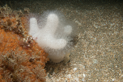 Alcyonium digitatum