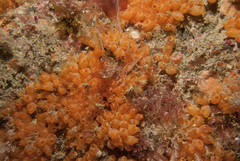 Stolonica socialis